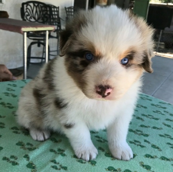 Meet your Posher, Abby - Picture 7 of 8